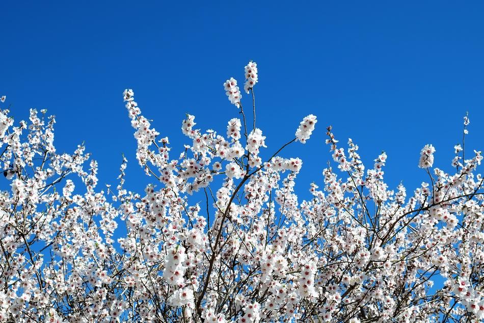 Tree Nature Blossom