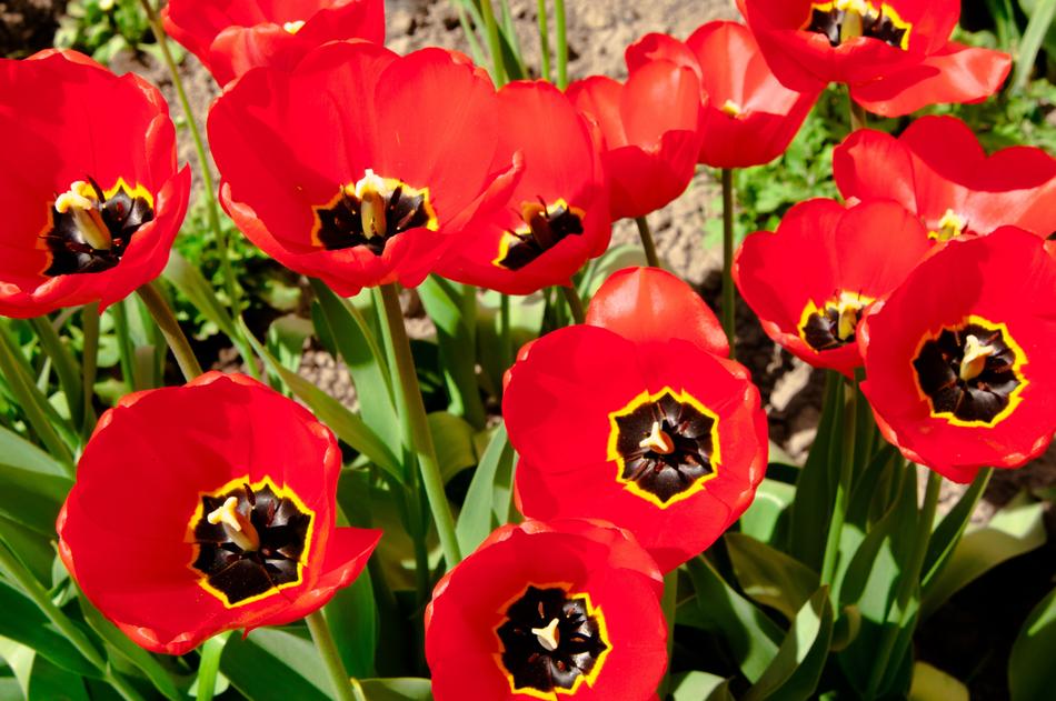 Tulips Tulip Flowers