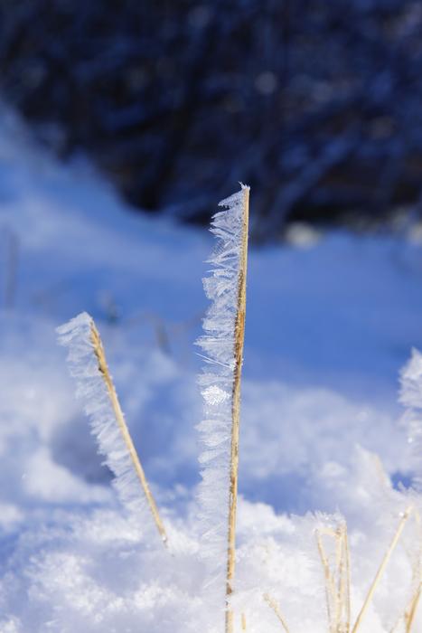 Nature Winter Snow