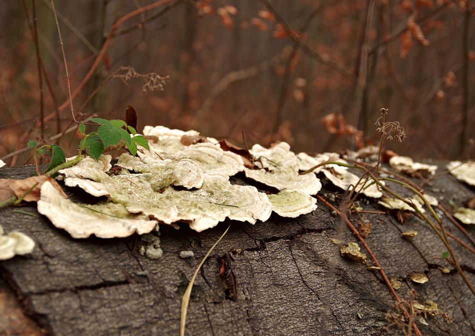 Hub Mushroom Trunk