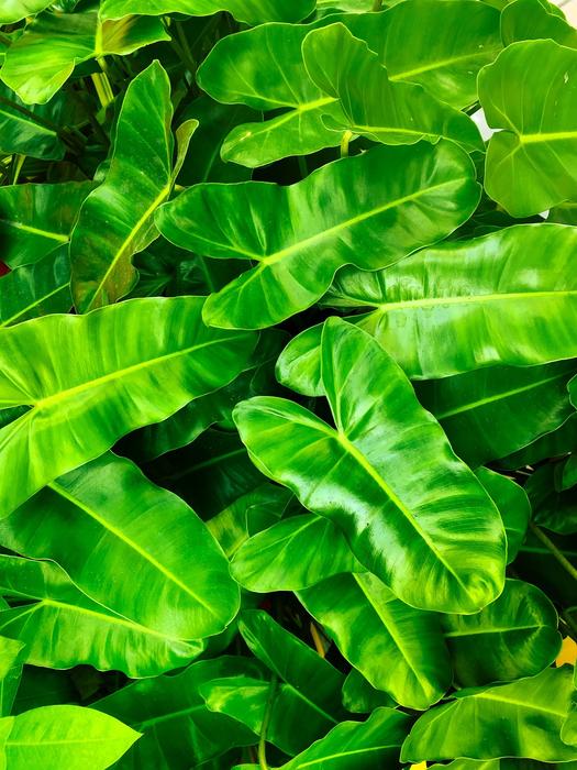 Leaf Flora macro