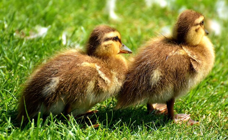 Mallard Chicks Baby