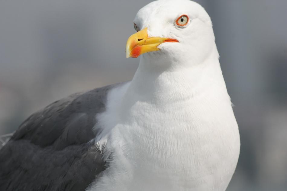 wild gull macro