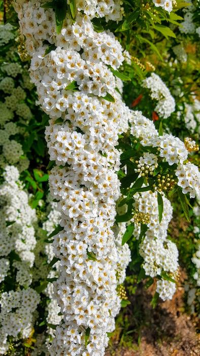 Plant Bridal Bouquet