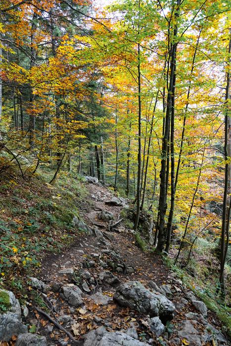 Forest Nature Monte Tamaro