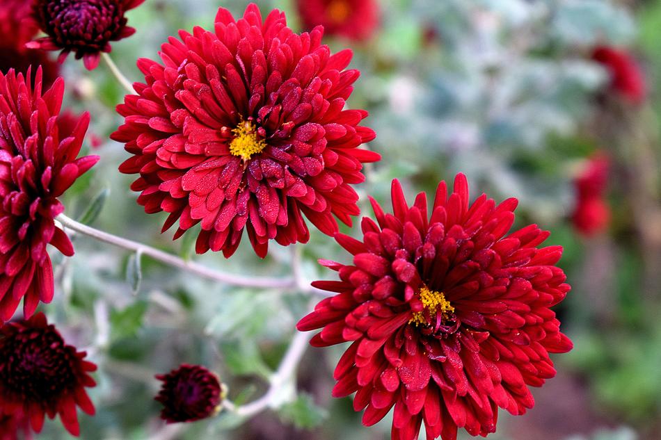 Flower Nature Flora