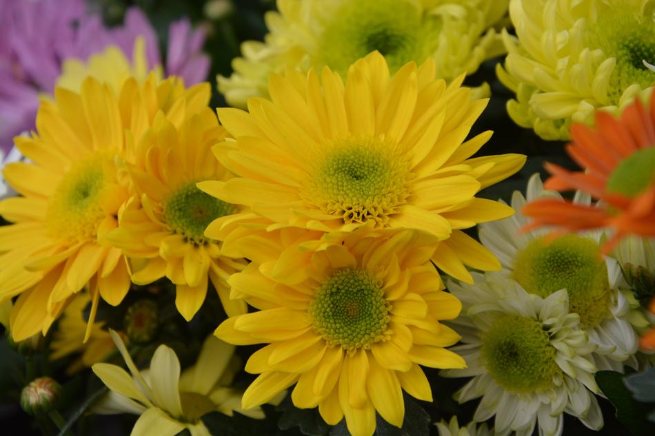 Flowers Flower Chrysanthemums