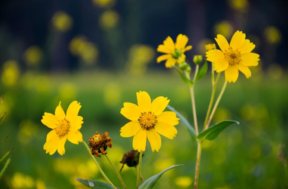 Flower Yellow