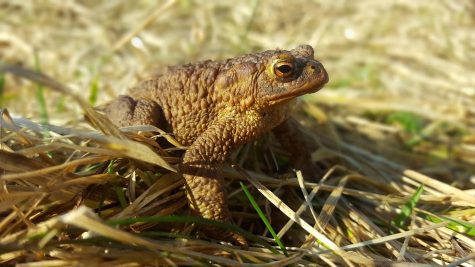 Nature Animals Grass