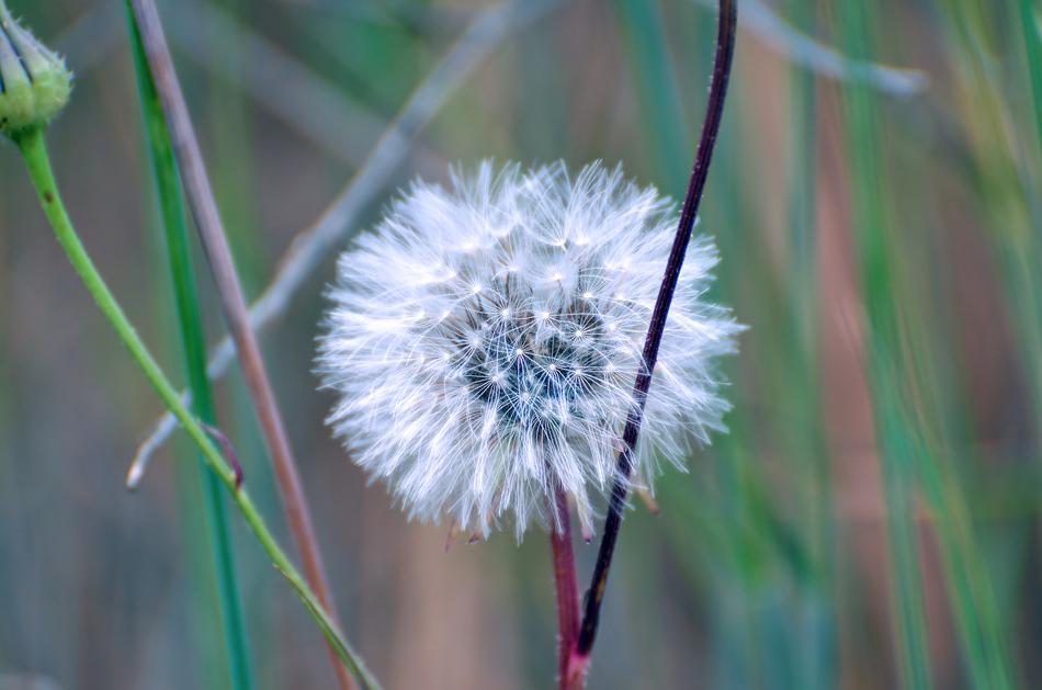 dandelion behind the branches
