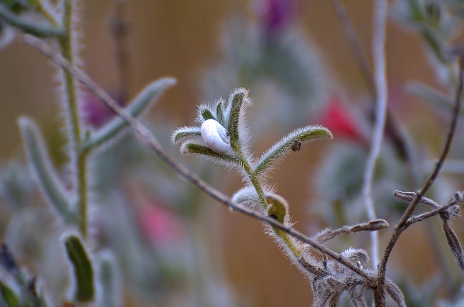 wild prickly plants in the foliage are beautiful