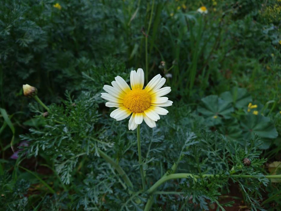 Nature Flora Flower