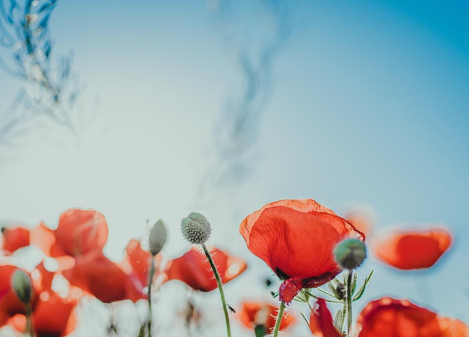 Flower Nature Poppy