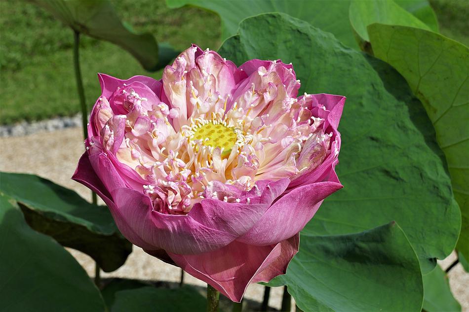Lotus Blossom Bloom