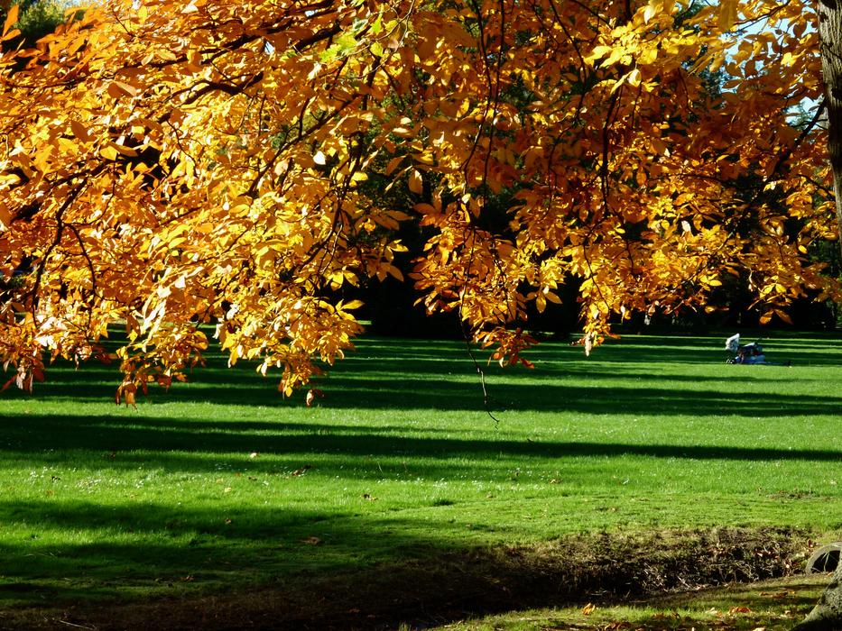 Autumn Mood Golden