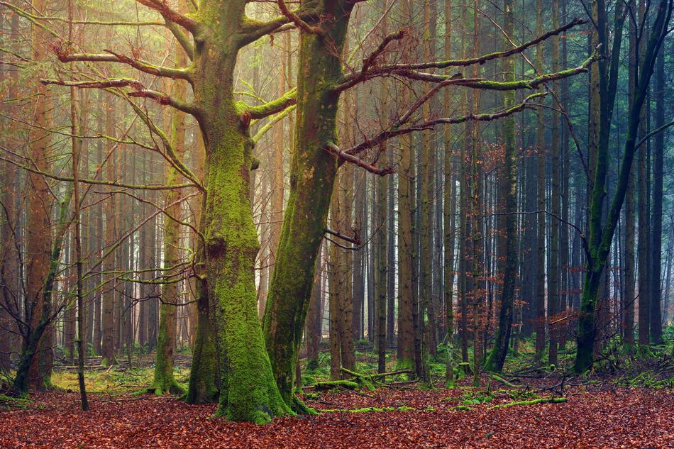 Tree Autumn Wood