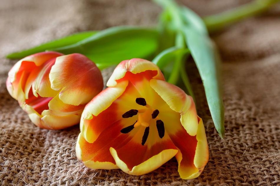 Tulip Nature Flower