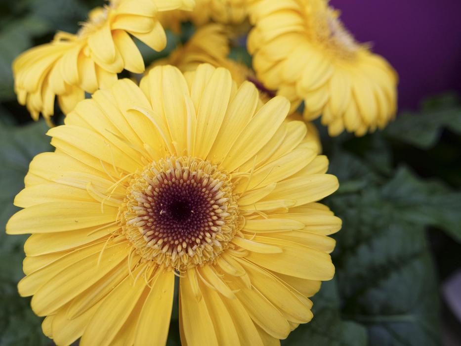 Nature Flower Flora