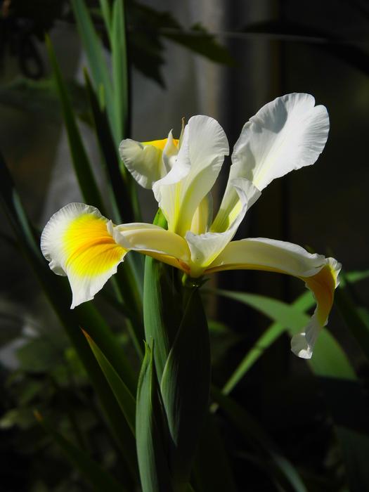Iris