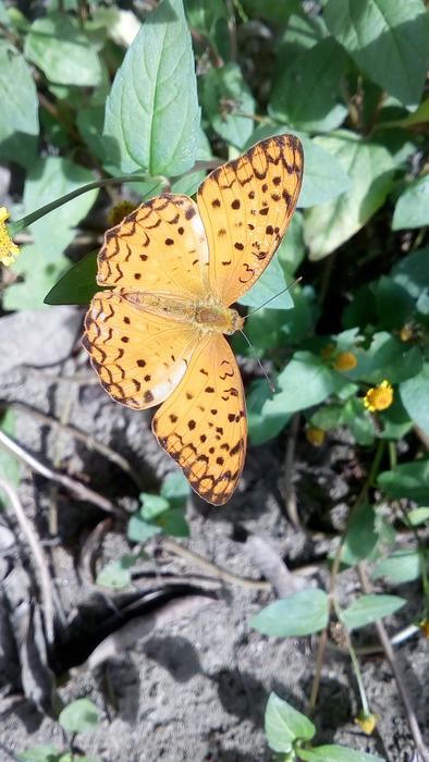 the yellow magnificent butterfly