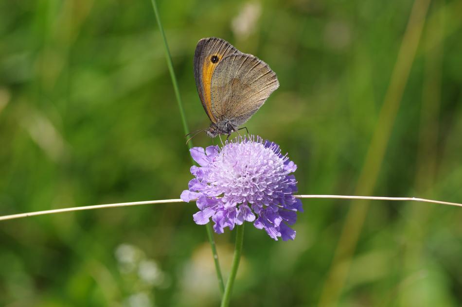 Oxtail Butterflies Blossom