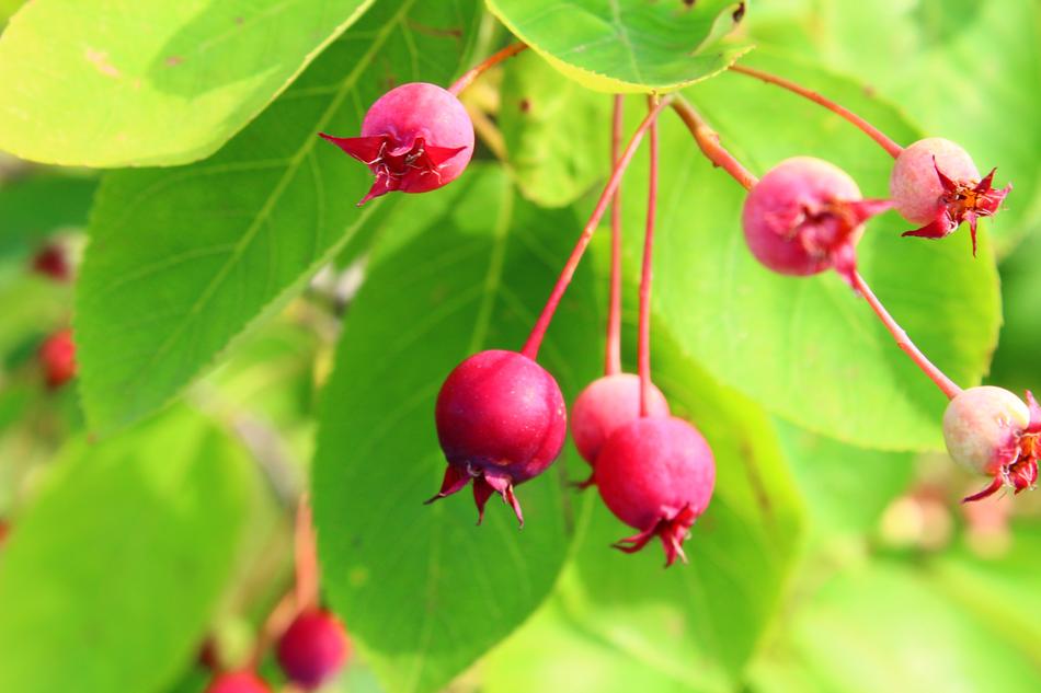 Red Green Fruit