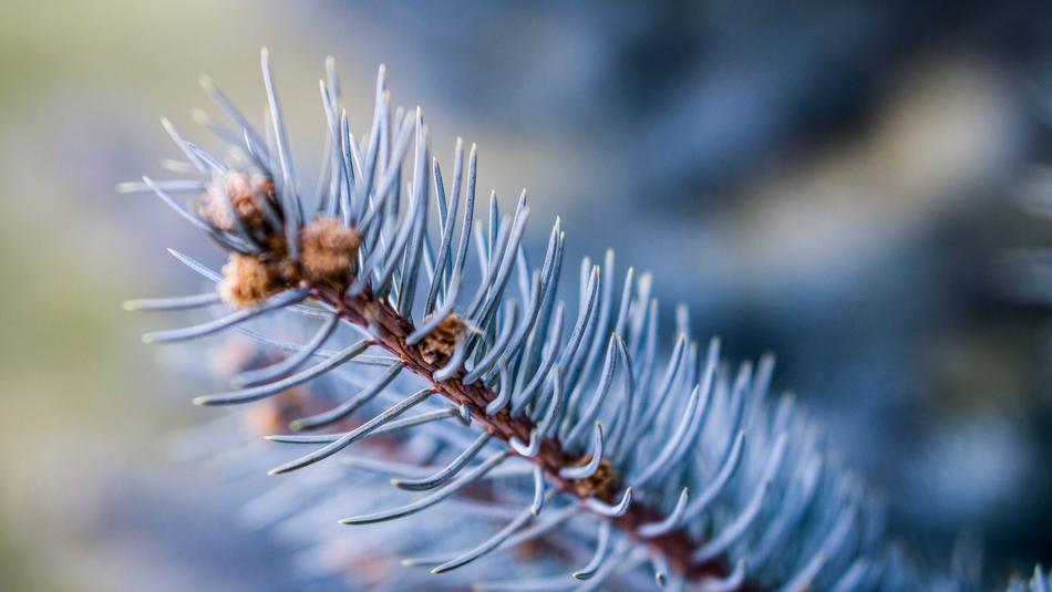 Winter Nature Frost