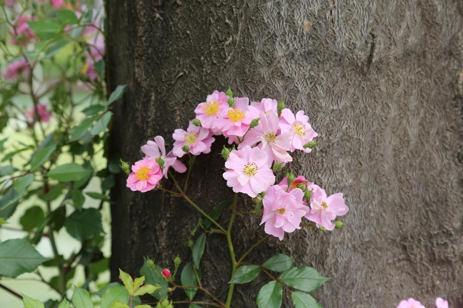 Flower Tree Flowers
