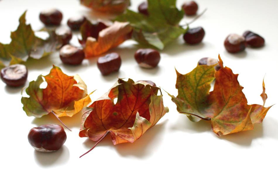 Autumn Fall Foliage Leaves