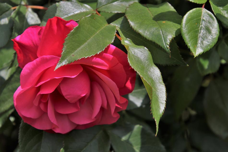 Red Rose Flower Petal macro blur