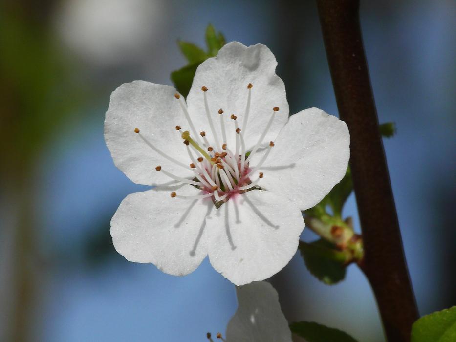 Flower Plant Nature