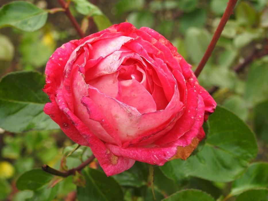 Rose Pink Autumn