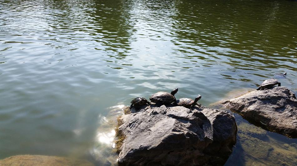 Red-Eared Lake Turtles Red