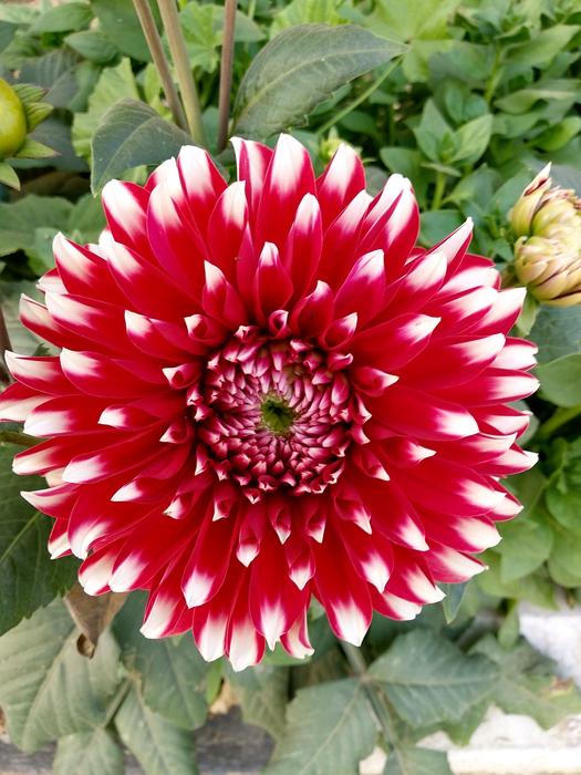 Flower Flora Nature