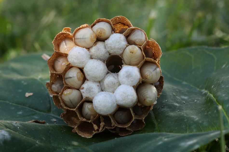 Nature Hornets
