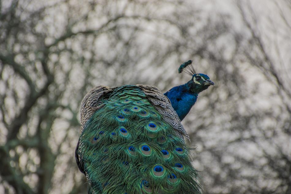 Birds Pity Nature