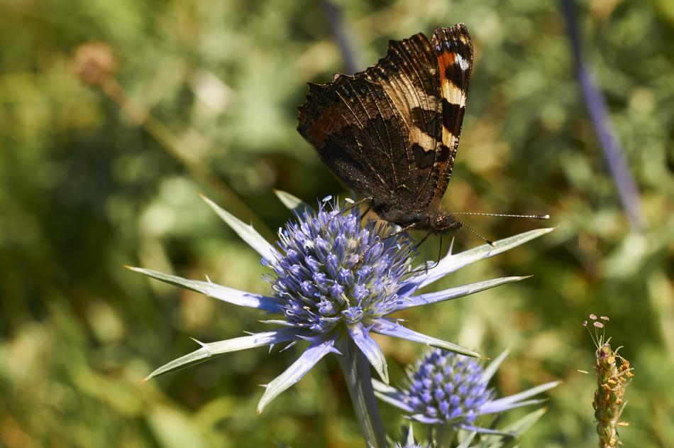 Nature Insect Outdoor