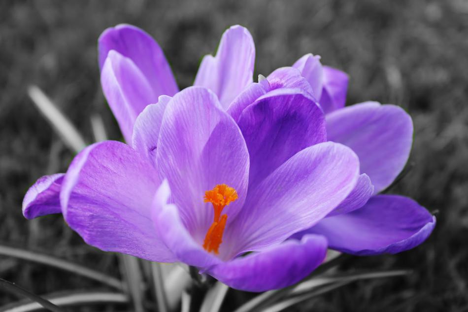 Nature Flower Flora