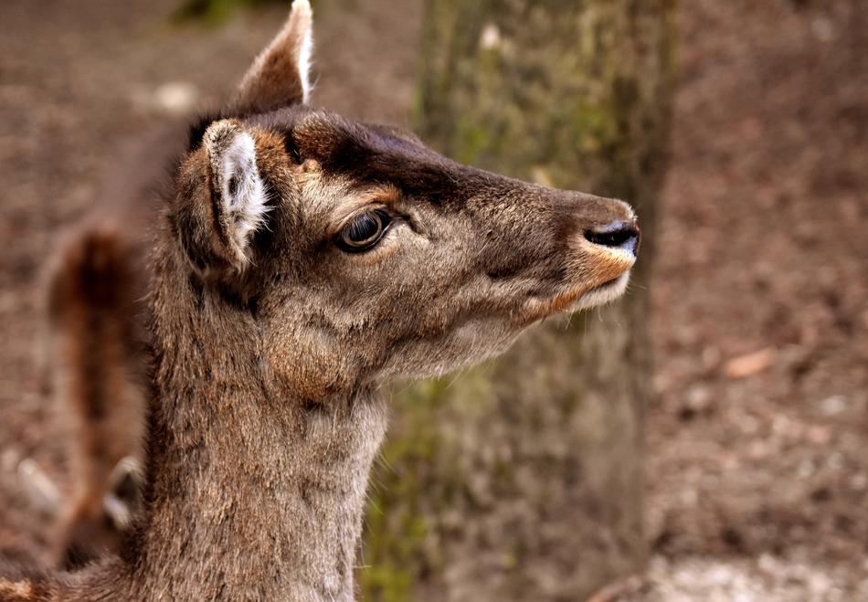 Wild Roe Deer Wildpark Poing