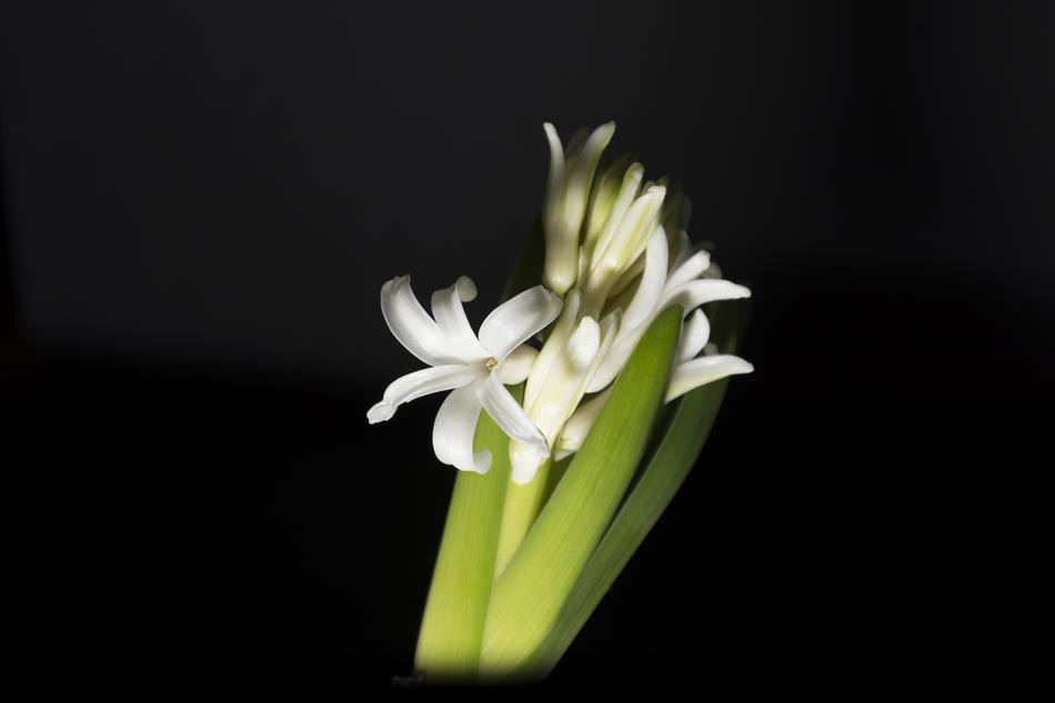Hyacinth Jacinto White