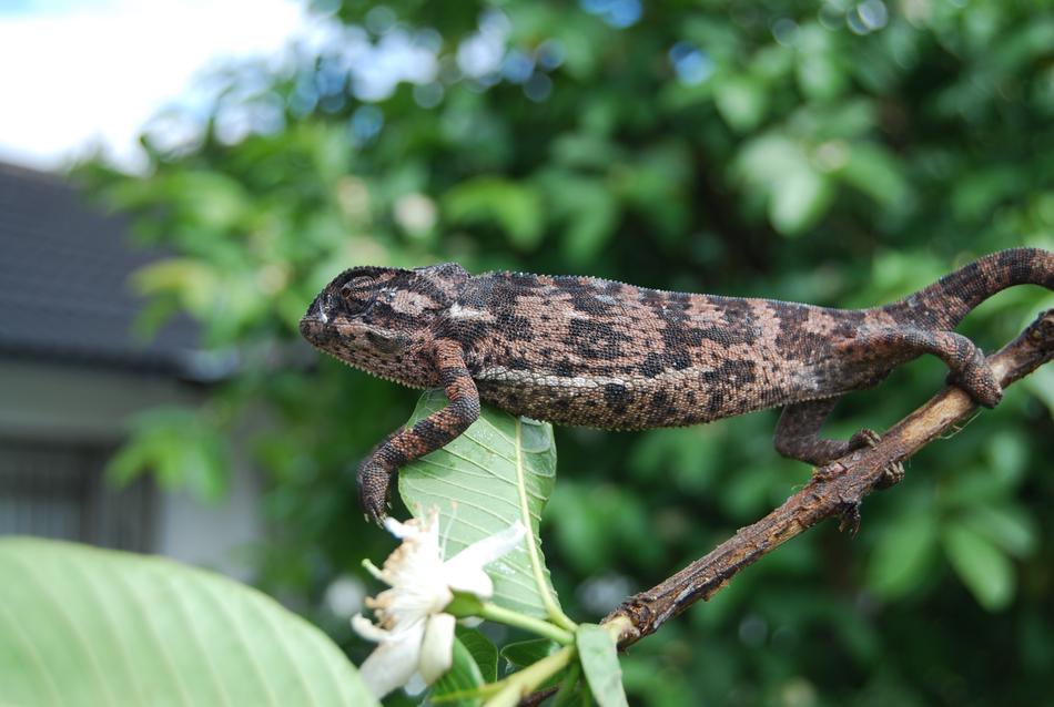 Chameleon Zimbabwe Nature