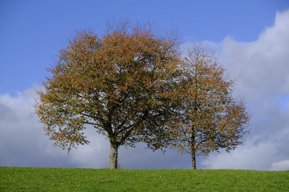 Tree Autumn Leaves