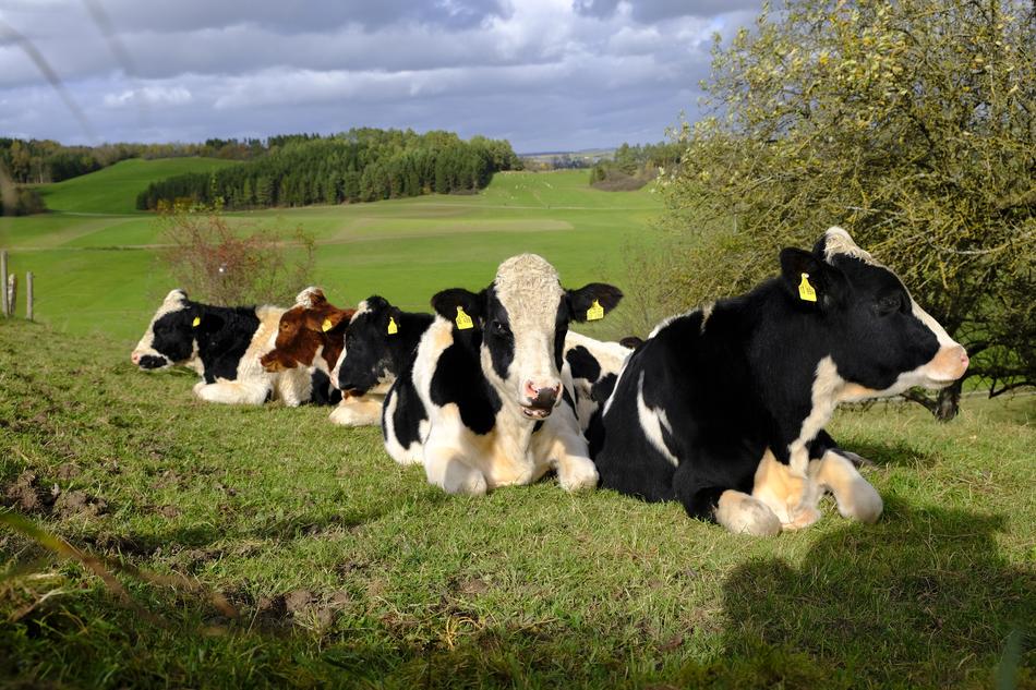 Cows Cattle Flock