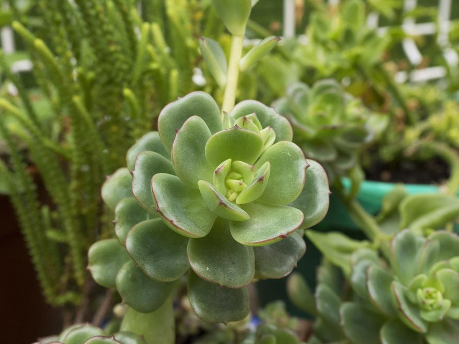 Nature Plant Garden