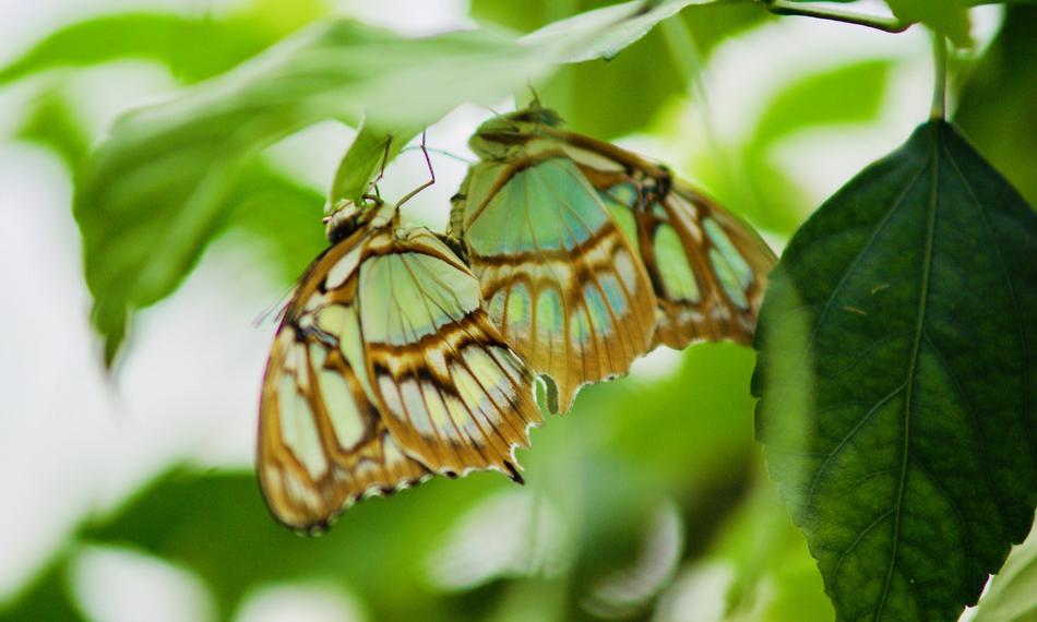 Butterfly Bug