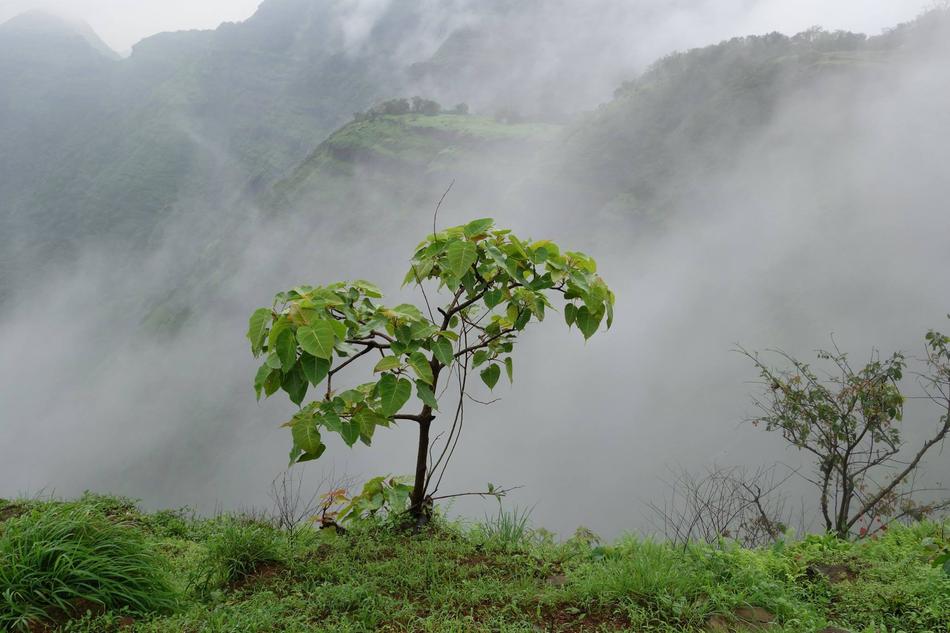 Fog Nature Mist