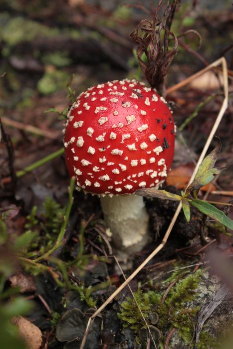 Red Fly Agaric Mushroom Toxic