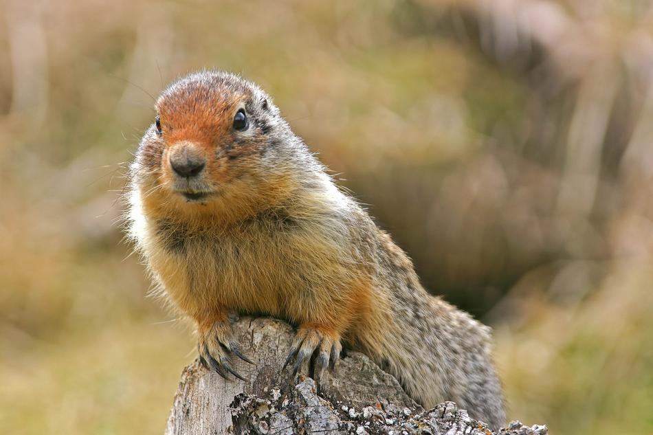 Nature Animal World Mammal