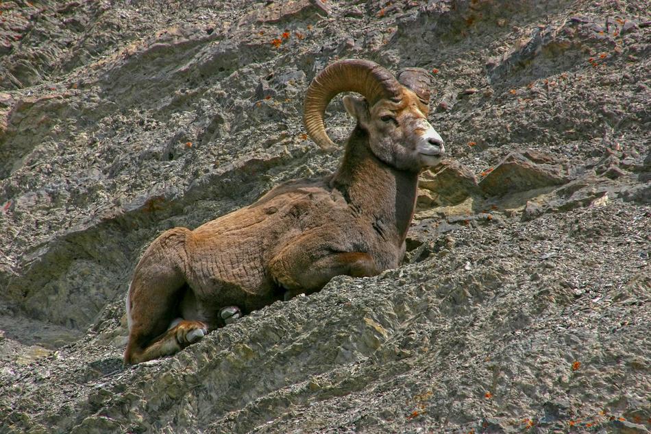 Nature Animal Mammal