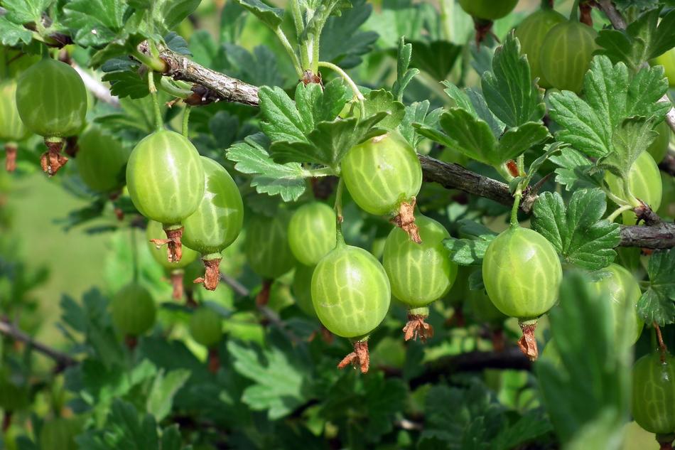 Fruit Gooseberry Vitamins